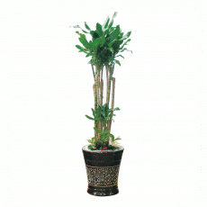 황금죽