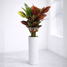 크로톤 흰색원형