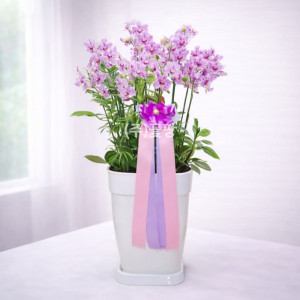 미니호접(핑크)