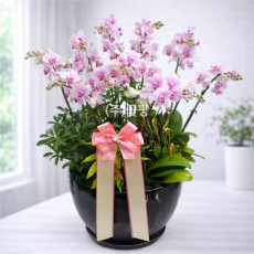 호접(엘레강스)